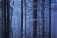 Misty Forest
