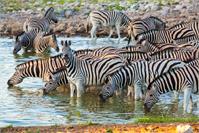 Zebras In Etosha