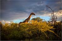 Giraffe At Sunset I