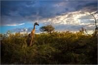 Giraffe At Sunset II