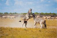 Zebras Playing