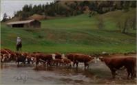 Til The Cows Come Home