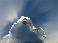 Flying Through The Air