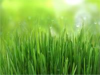Green Gras