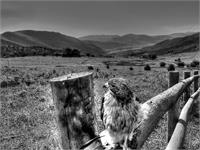 Hawk