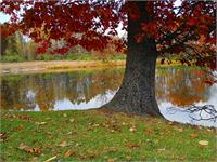 The Rochester Tree