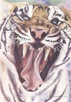 Big Cat Rescue Tiger