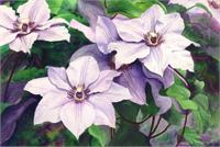 Clematis