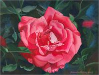 Dew Drop Rose