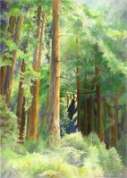 Into The Woods