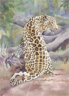 Big Cat Rescue Simba The Leopard