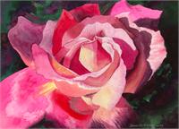Pink Rose