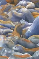 Sea Lions
