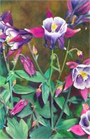 Columbine
