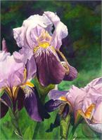 Purple Iris