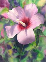 Rose Of Sharon