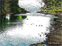 River Duck
