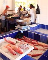 Fish Monger In Marigot St Martin