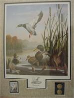 Minnesota Ducks
