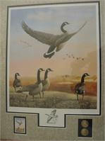 Canadian Geese