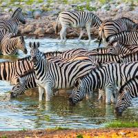 Zebras In Etosha