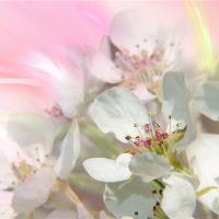 Plum Blossom